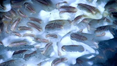  Năng lượng băng cháy và những con sâu băng