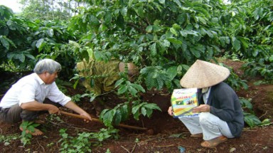  Tai hại tình trạng bón thừa phân cho cây cà phê