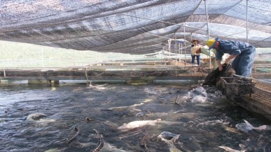    Cá tầm Trung Quốc "đội lốt" cá nội