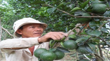  Tăng cường quản lý chất lượng giống cây trồng 