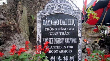     "Thảm họa" dịch thuật trên tấm bia cây gạo hơn 700 tuổi