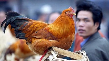  H7N9 lây lan từ nhiều loại động vật sang người