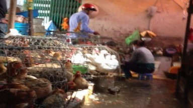  Dịch cúm đến gần, vùng biên vẫn bán gà nhập lậu