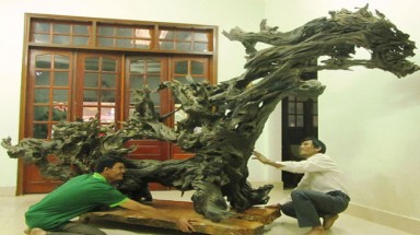     Gốc trâm “độc nhất vô nhị” ở Lâm Đồng