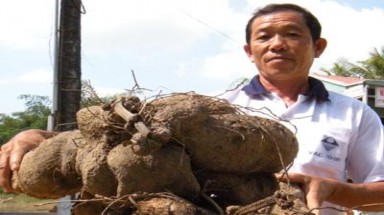   Cây khoai mỡ mang phồn thịnh về Đồng Tháp Mười 
