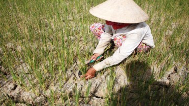  Chuyển đổi diện tích 5.000 hecta lúa thiếu nước sang cây trồng cạn 