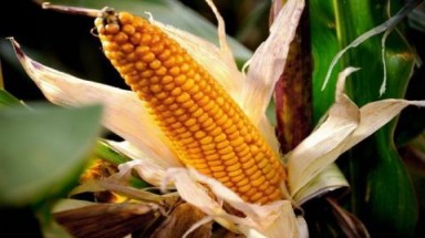 Hoa Kỳ và EU căng thẳng về sản phẩm biến đổi gen