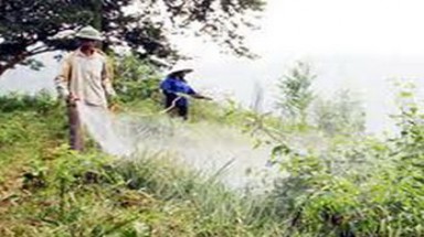  Báo động tình trạng dùng thuốc diệt cỏ vô tội vạ