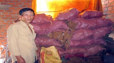 Nghi án thu mua rễ, gốc tiêu để phá hoại kinh tế?
