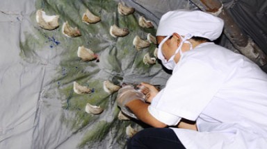  Xét nghiệm để kiểm soát H5N1 trên đàn chim yến 