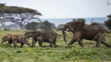   Kenya tuyển 1.000 kiểm lâm chống nạn săn trộm voi
