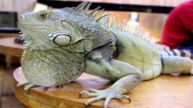  Quán cà phê bò sát "độc" nhất Sài Gòn