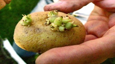   10 loại thực phẩm độc hơn cả thạch tín