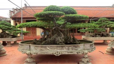  Mua cây cửu phẩm 4 tỷ: Ngả mũ trước đại gia Thanh Hóa