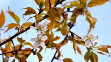  Nhật bối rối vì “cây anh đào trên không gian” nở hoa sớm