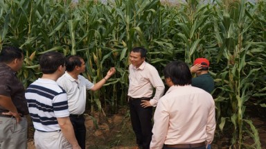  Bầu Đức: “Tôi sẽ nuôi 100.000 con bò Úc”