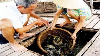  Đồng Tháp ngừng việc nuôi tôm thẻ chân trắng và cá chạch sụn tự phát