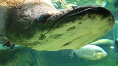  Cá Arapaima: “vua” ăn thịt man rợ sông Amazon