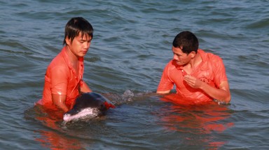  Nha Trang: cứu cá heo 200kg kiệt sức dạt bờ