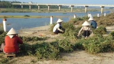  Bình Định:Đổ xô đi hái lá trầu không và cà gai leo bán cho thương lái Trung Quốc