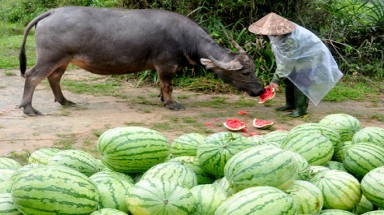  Quảng Ngãi: Nông dân đổ dưa hấu cho trâu, bò ăn
