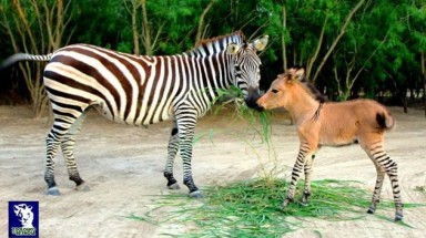  "Sinh vật lạ" được lai từ ngựa vằn và lừa