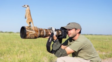   Người yêu động vật "phát sốt" với những hình ảnh về Meerkat