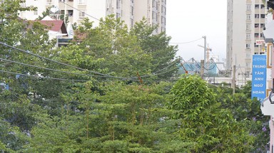  Khu Hưng Gia 5, Phú Mỹ Hưng: Cây xanh mọc cao gần chạm đường dây điện