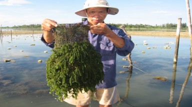  Chuyển giao kỹ thuật trồng rong nho biển cho huyện đảo Trường Sa