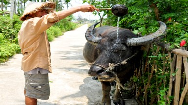   Quảng Nam: Kiếm gần trăm triệu nhờ nuôi trâu làm du lịch