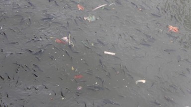   Cá lại chết trên kênh Nhiêu Lộc – Thị Nghè
