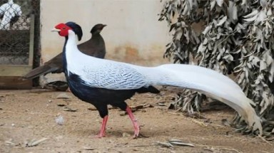  Bảo tồn nguồn gen gà Lôi trắng góp phần phát triển đa dạng sinh học
