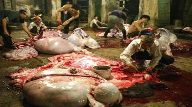   Đại gia đình bỏ nghề giết mổ vì sợ loài trâu "báo oán"