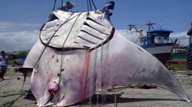  Ngư dân bắt được cá đuối nặng hơn 300 kg