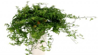   Những loại cây cảnh thanh lọc không khí trong nhà