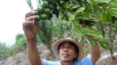   Khẩn trương phê duyệt quy hoạch phát triển cây mắc ca