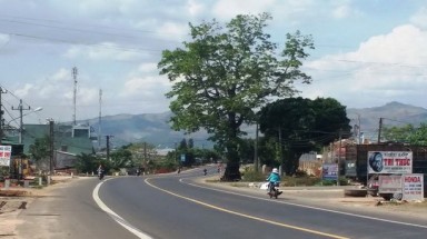   Không nỡ chặt cây xanh