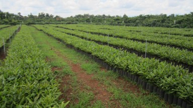  Ma trận cây giống mắc ca