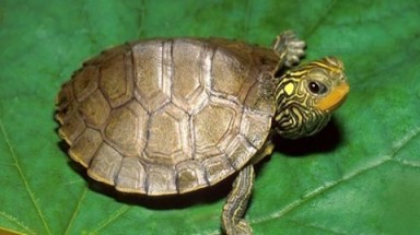   Đổi đời nhờ gặp rùa vàng