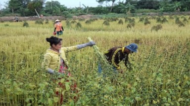 Mưa trái mùa tại Tây Ninh, cứu sống trên 100.000 ha cây trồng