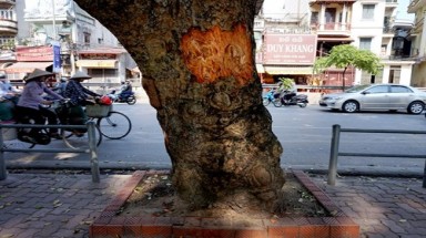  Đề nghị Công an Hà Nội điều tra cây xà cừ bị cạo vỏ