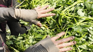  Tay chai sần, đau nhức vì nghề lặt rau muống thuê
