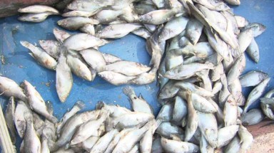  Hà Tĩnh: Cá chết hàng loạt tại biển Vũng Áng