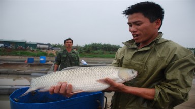 Cá lực sỹ "ăn chay trường" trên sông Kinh Thầy
