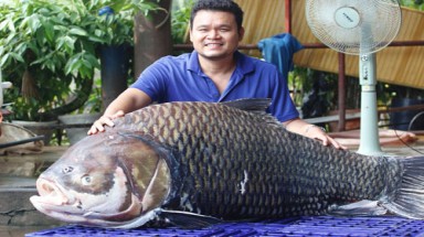  Cá hô khổng lồ từ Biển Hồ "bơi" về Sài Gòn