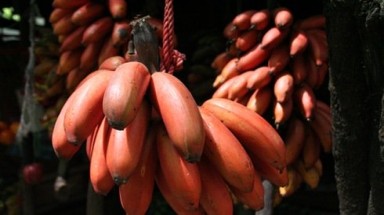 Chuối "lạ" giá cao vẫn cháy hàng
