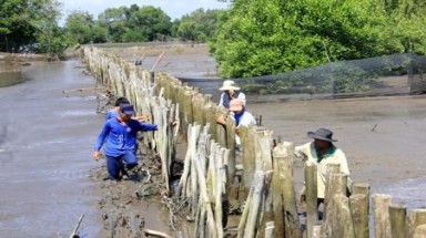 Cần nhân rộng mô hình lá chắn xanh ngăn sóng dữ