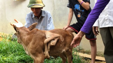  Đổ xô đi xem bê 7 chân ở Nghệ An