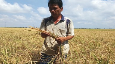  Mưa lớn tại Vĩnh Phúc cứu hàng chục ngàn ha cây trồng khô hạn