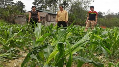  Mưa đá gây thiệt hại nghiêm trọng ở Tuyên Quang